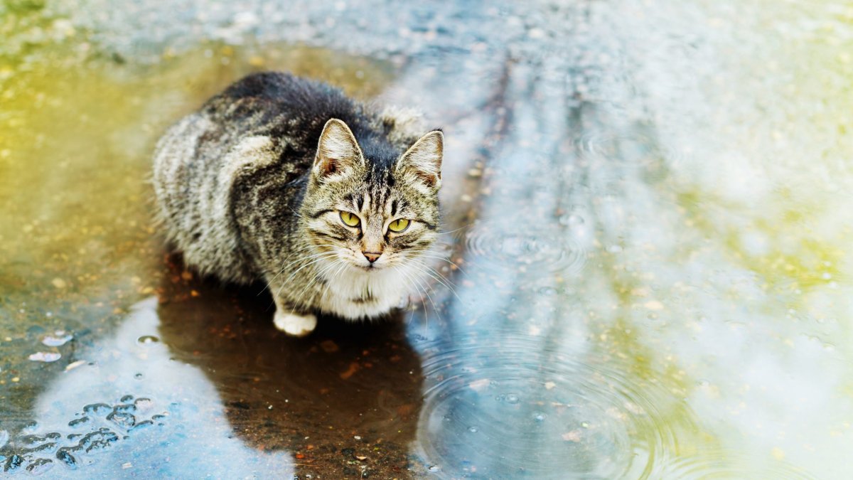 Кот в луже