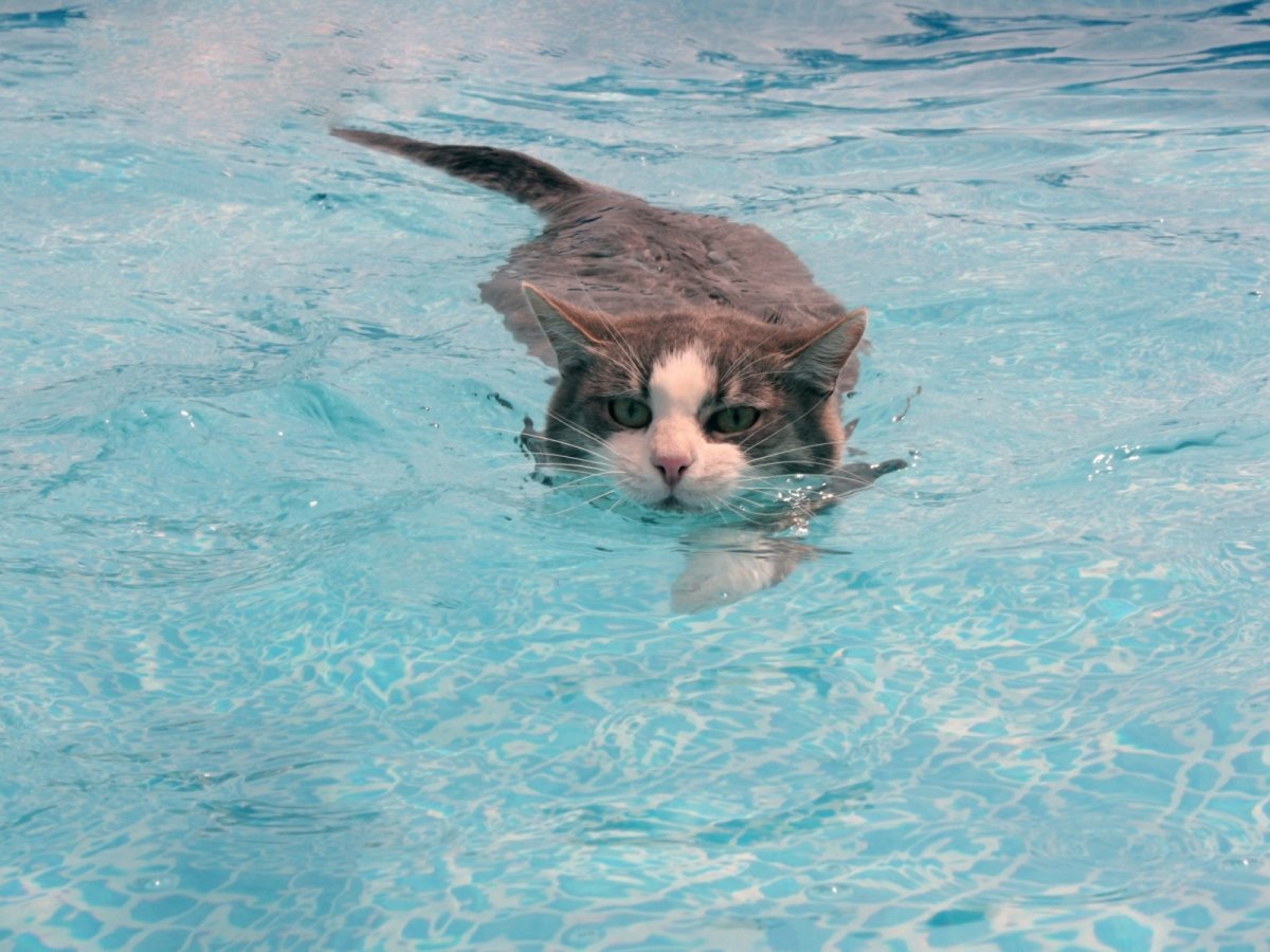 Кот плывет