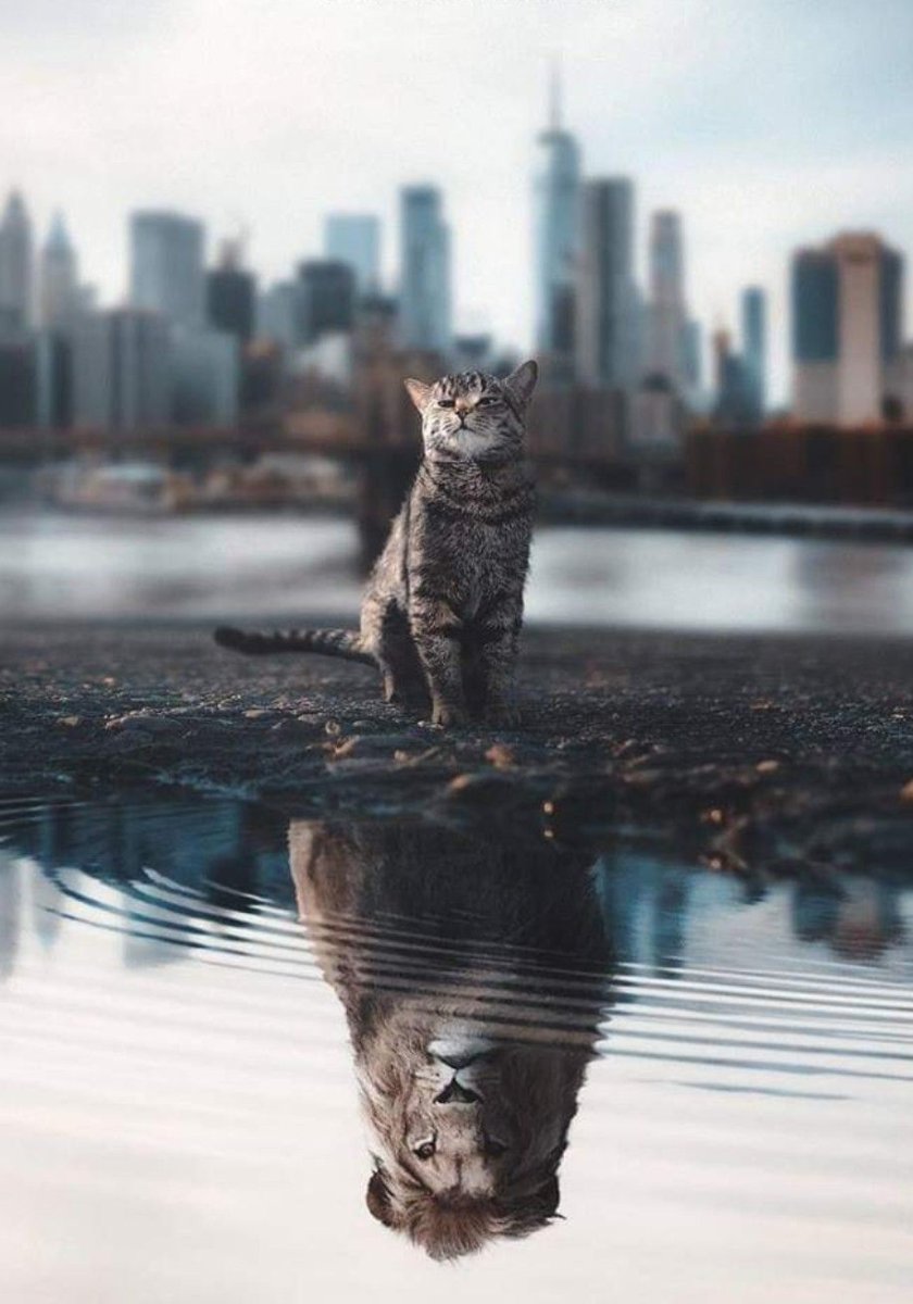 Отражение котенка