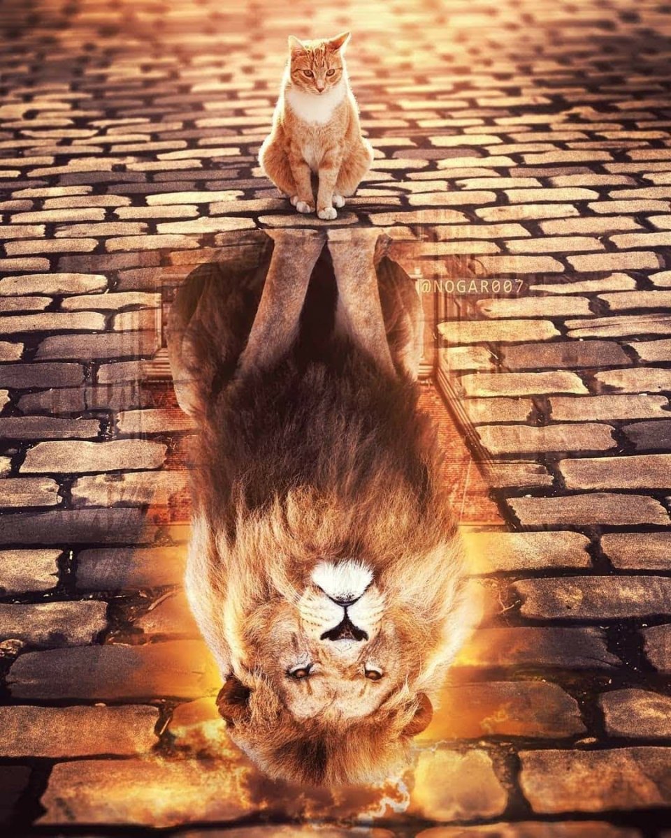 Котенок в отражении Лев