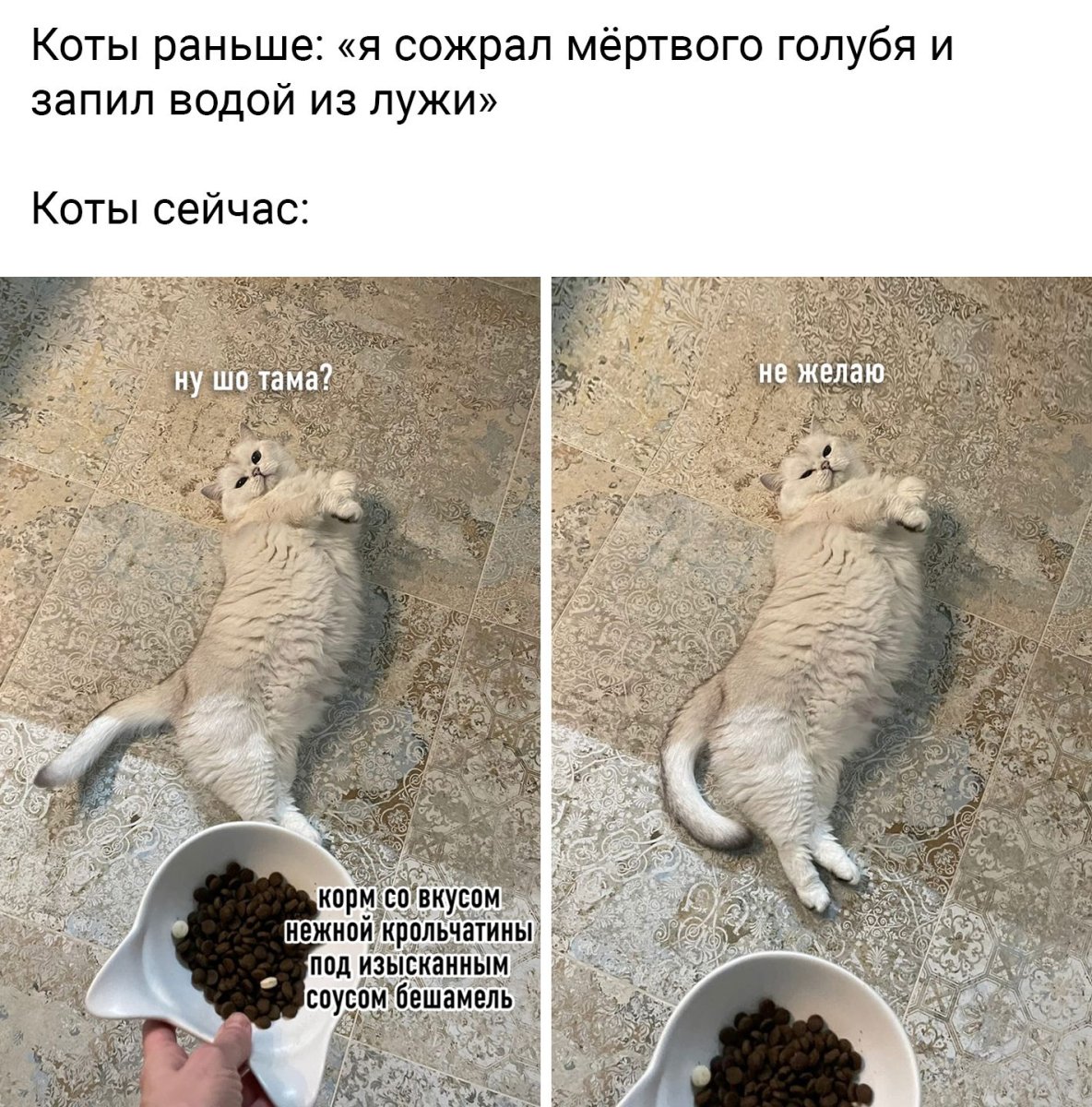Кот не желаю