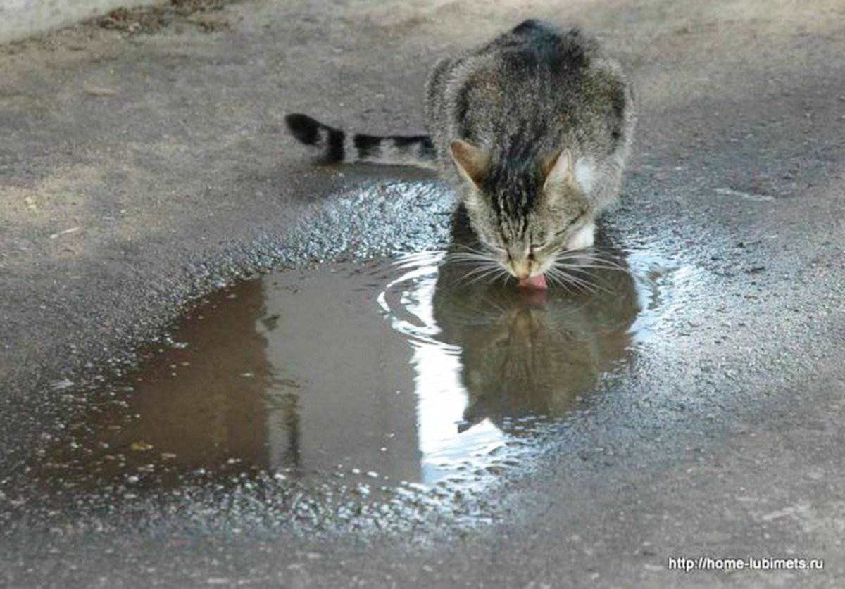 Котенок в луже