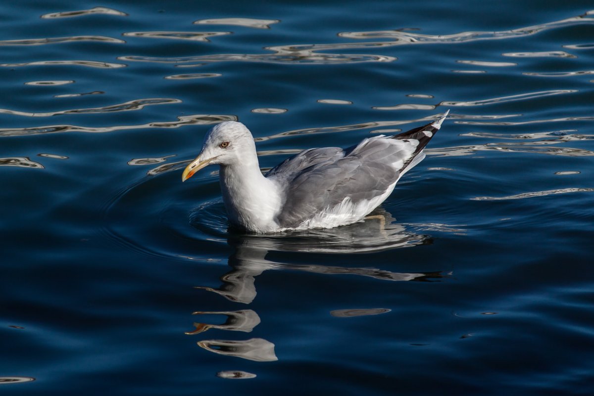 Чайка Баклан Альбатрос