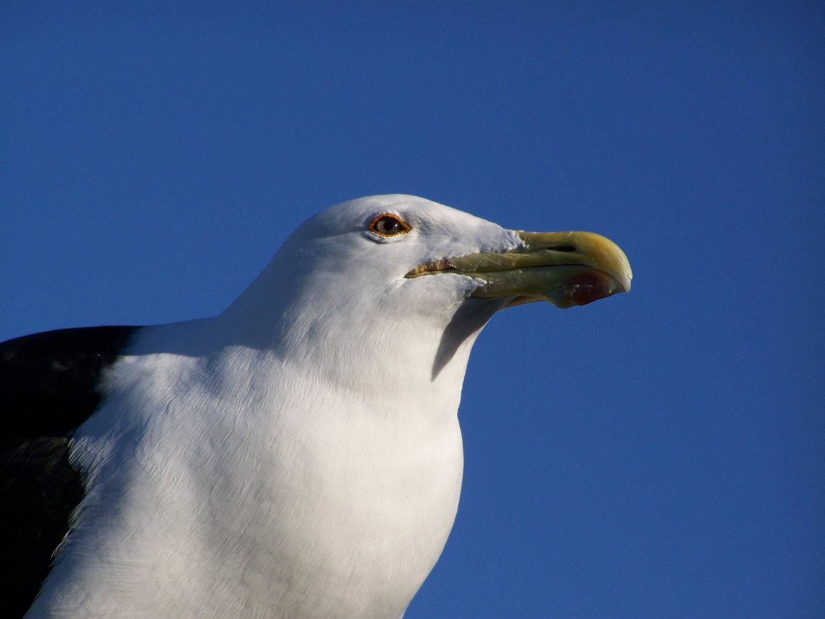 Чайка белокрылая Чайка