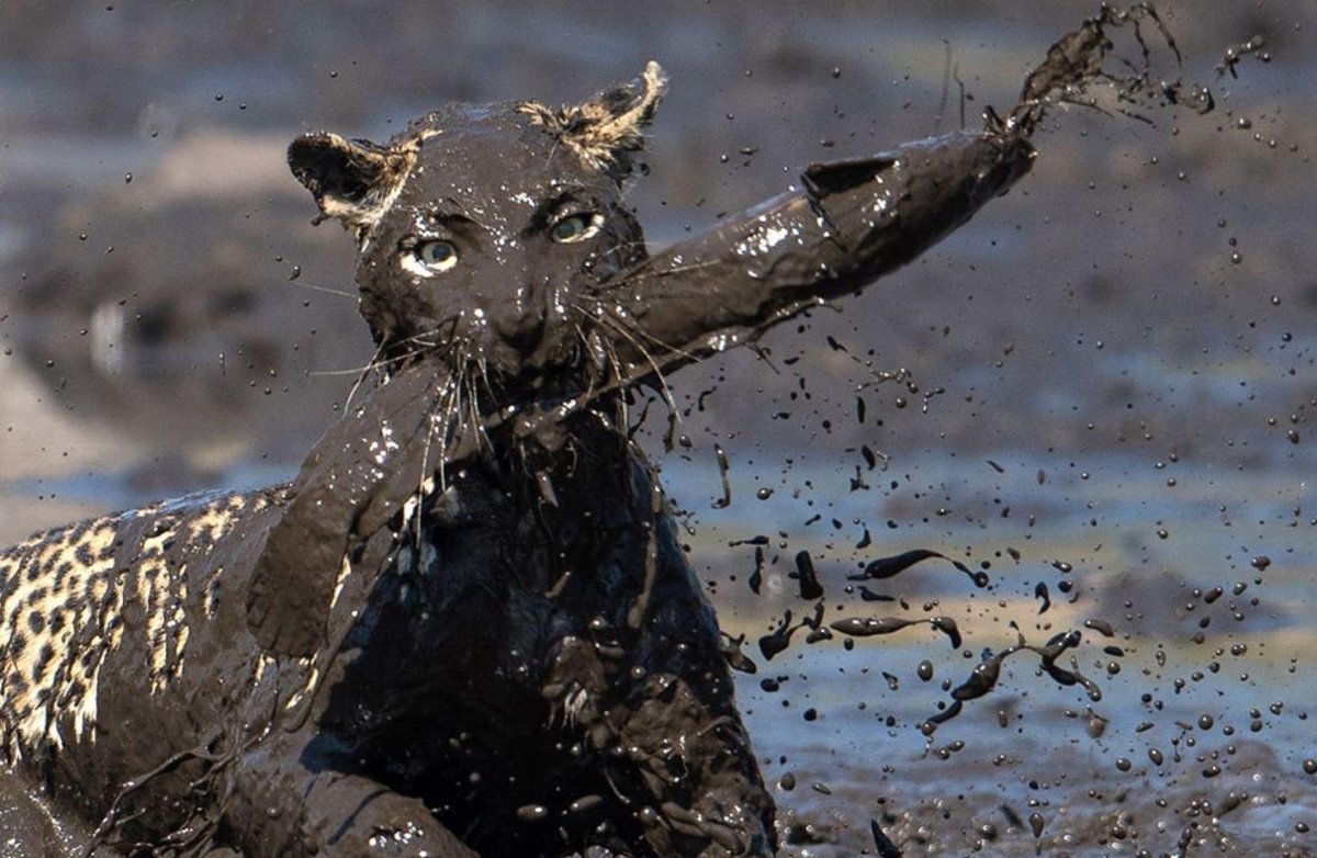 Животное в луже