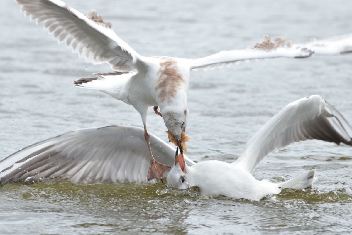 Чайка Баклан Альбатрос