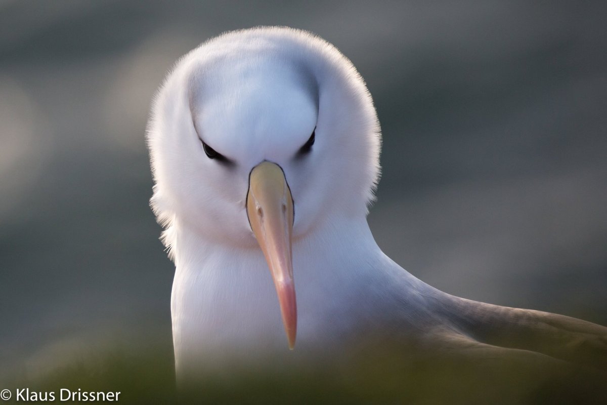 Чернобровый Альбатрос