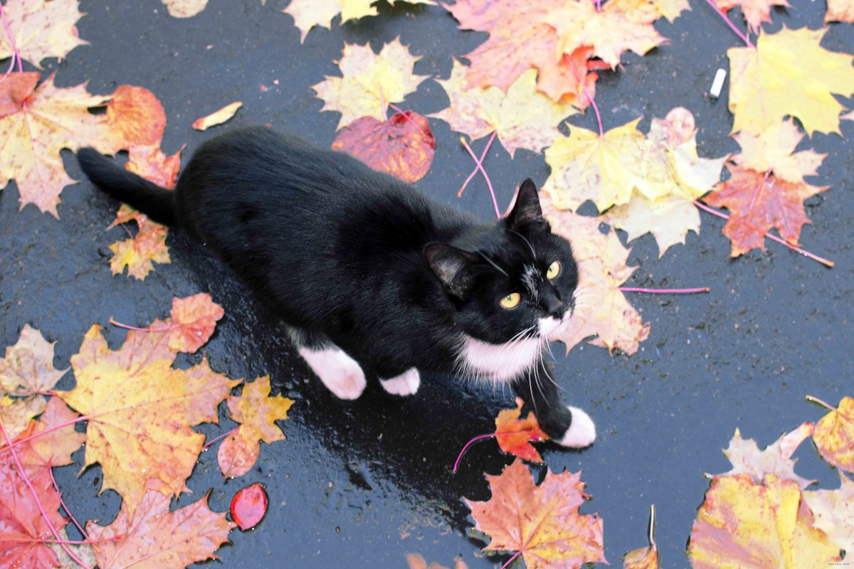 Эстетика осени с котами