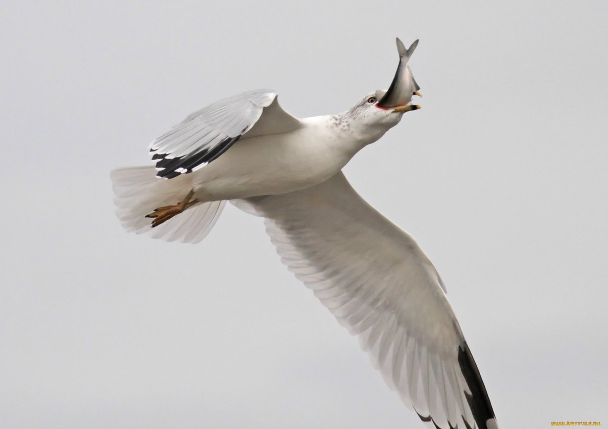 Alnado Альбатрос