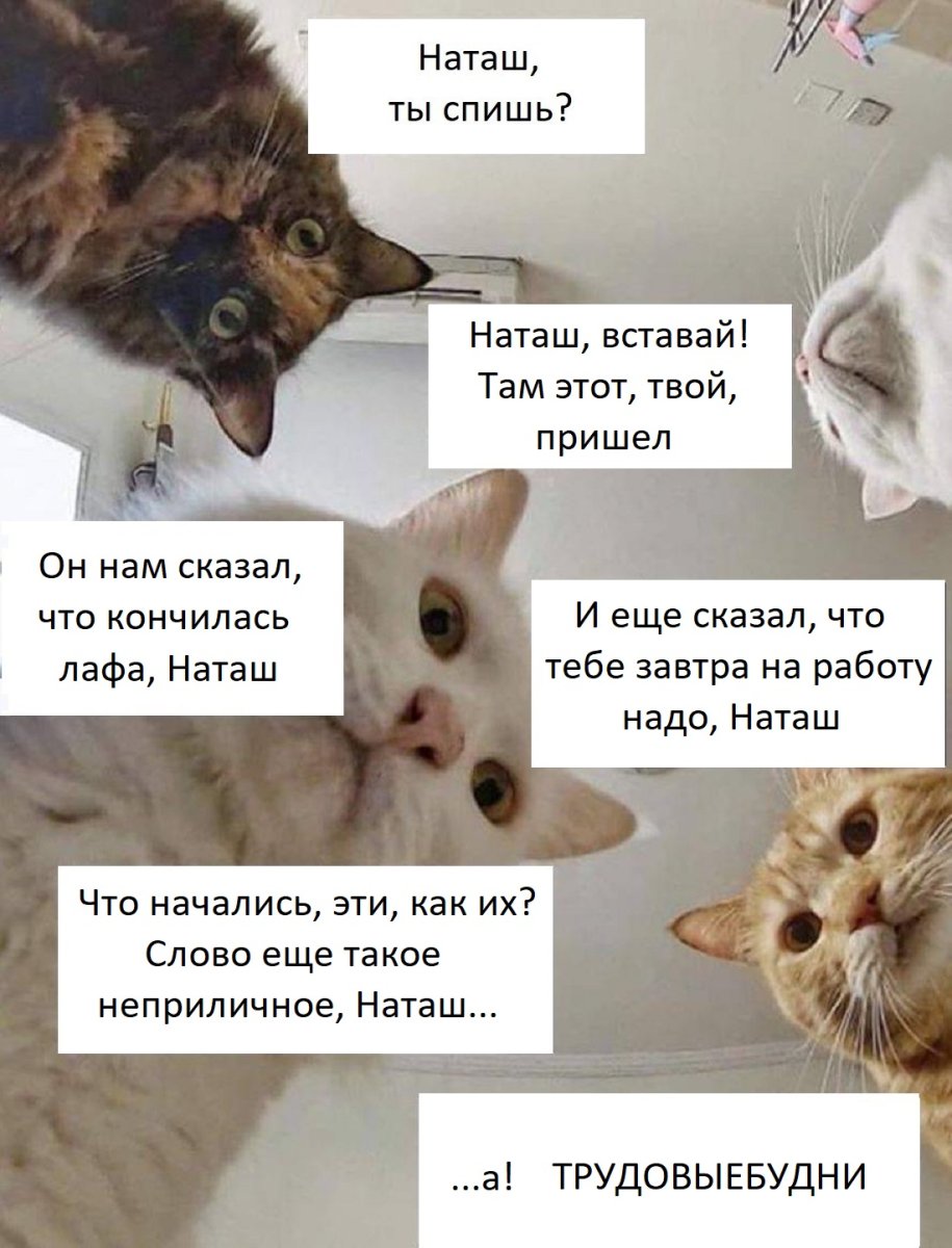 Наташа и коты