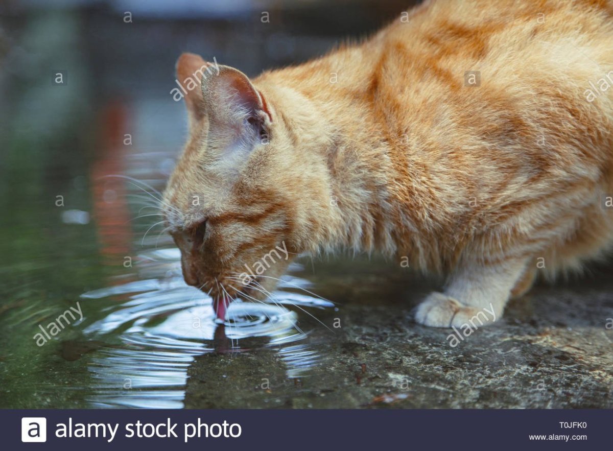 Котенок в отражении тигр