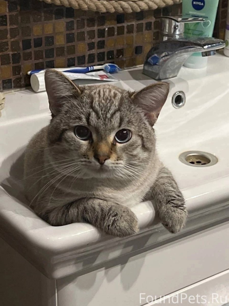 Камышовый кот Хаус