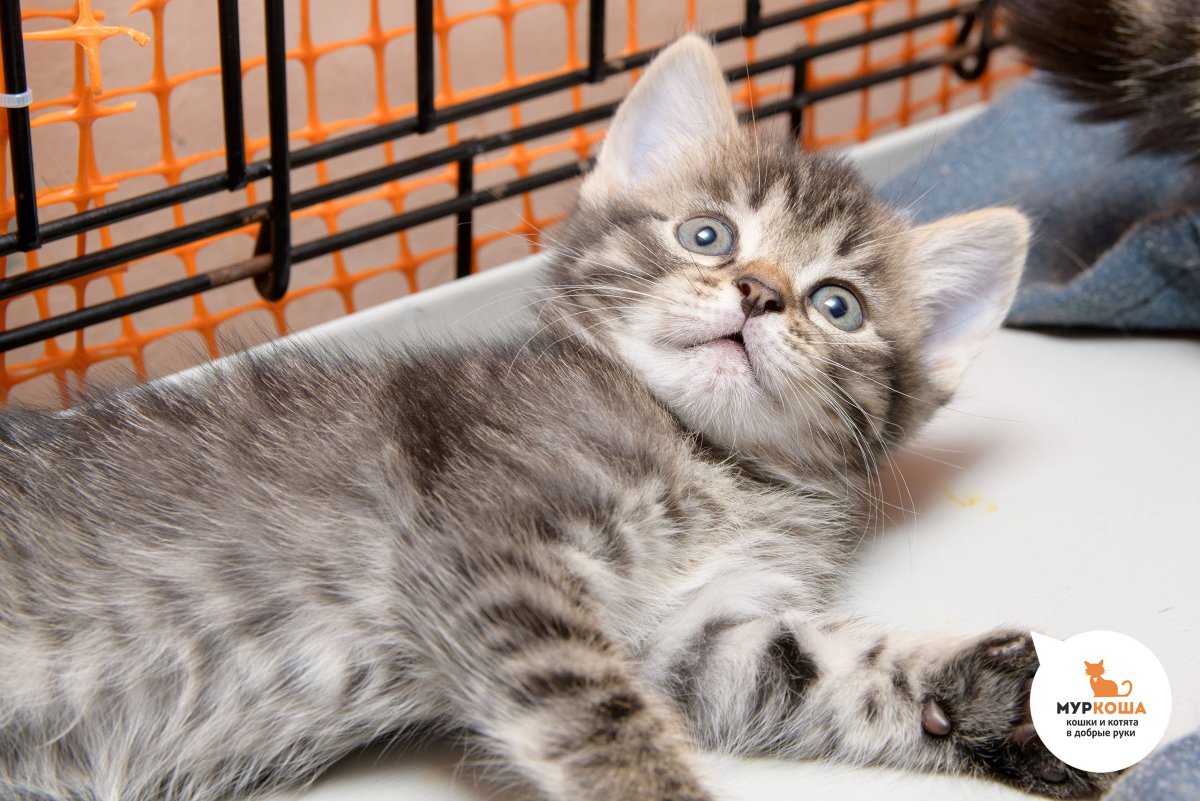 Коты шведской породы