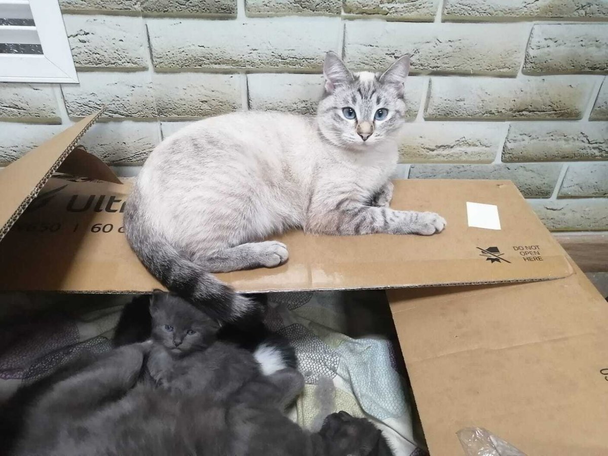 Порода Коби