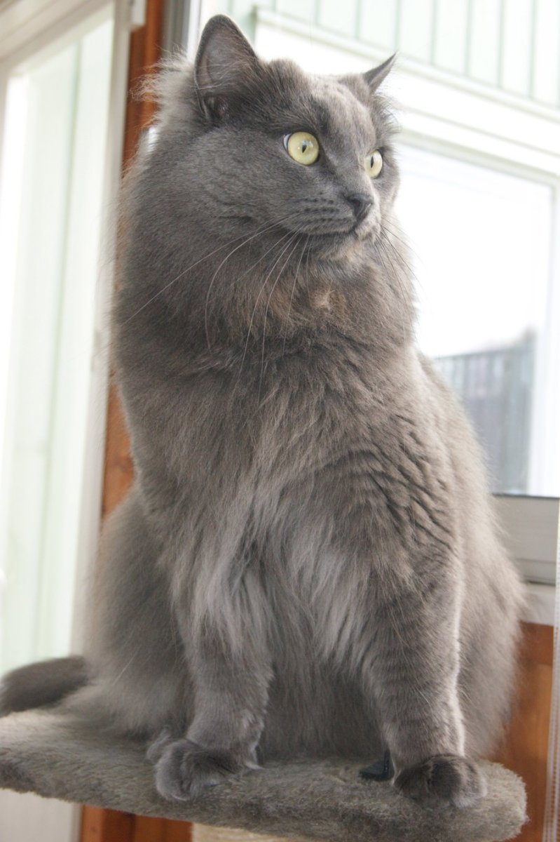 Британская длинношерстная кошка голубая