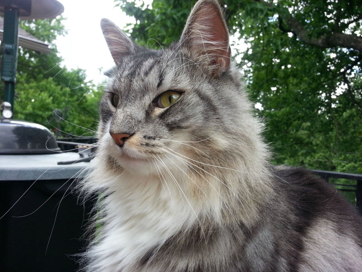 Шведская порода кошек