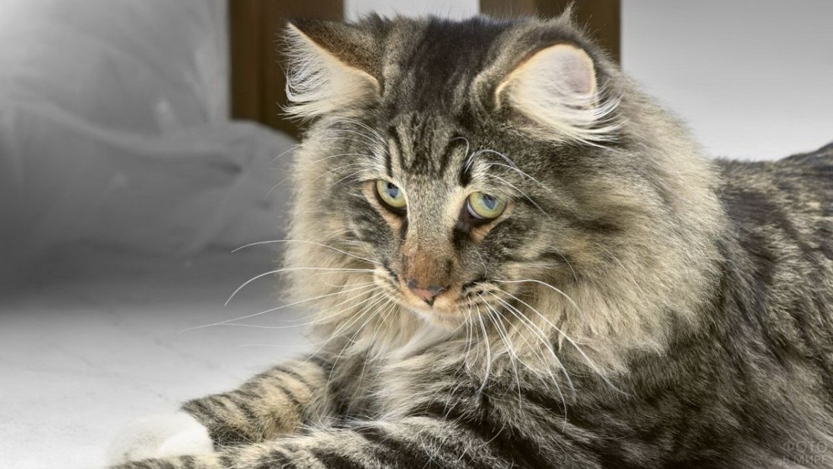 Британская Золотая шиншилла