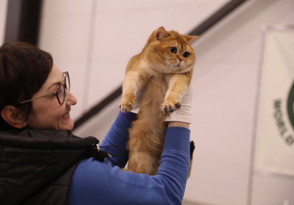 Много котов