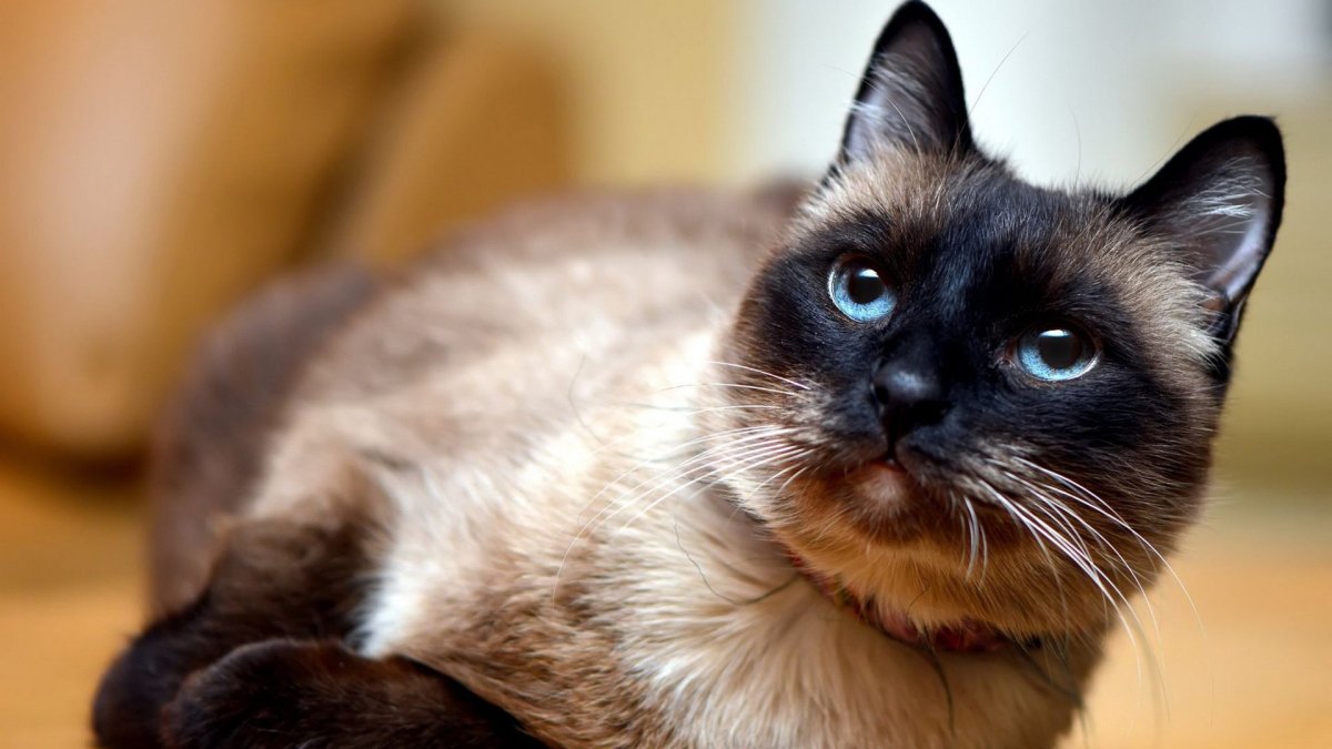 Манчкин порода