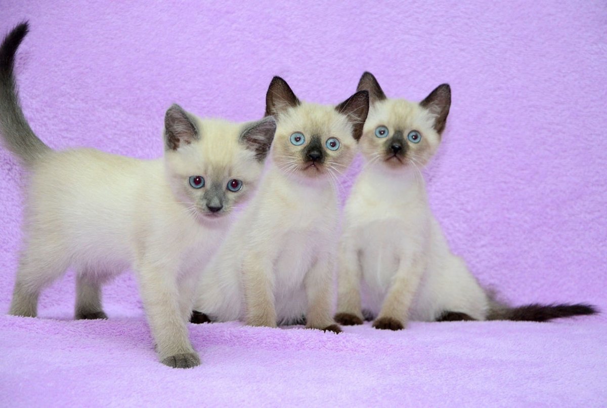 Шотландская вислоухая кошка