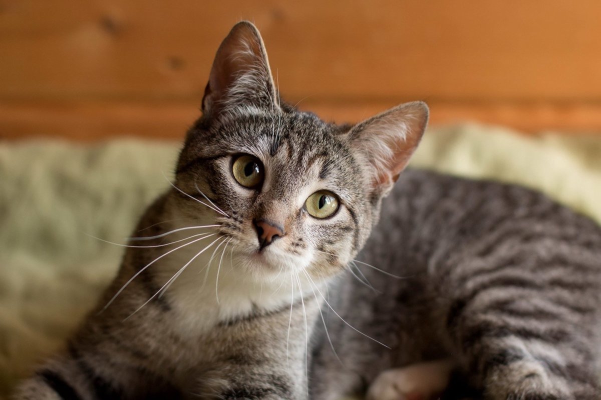 Британская короткошерстная шиншилла Коби