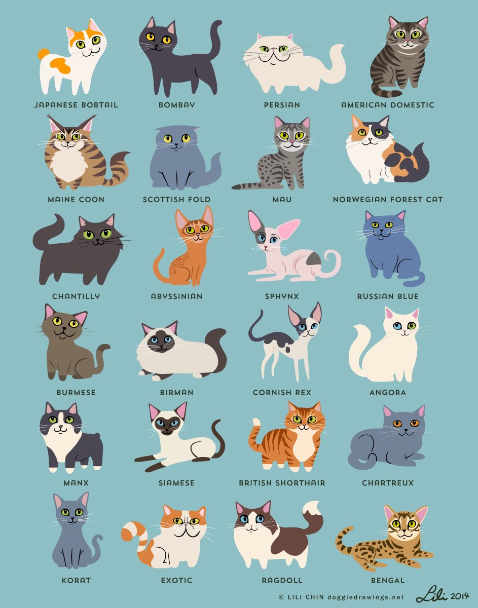 Лесная кошка (Felis Silvestris)