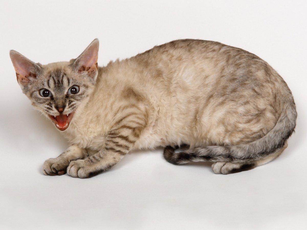 Скандинавская Лесная кошка