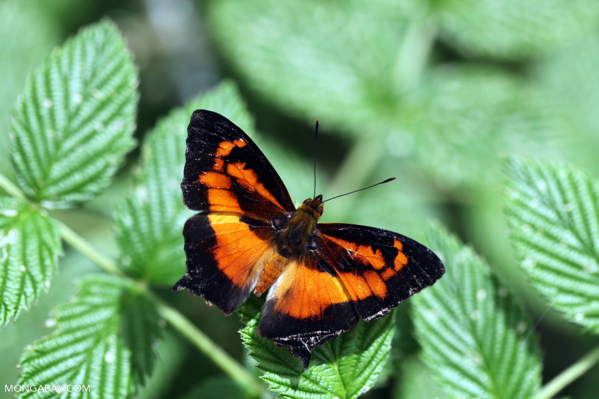 Бабочка оранжевая с черными пятнами