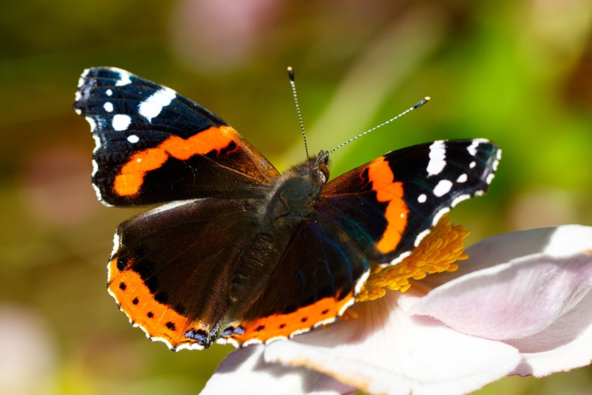 Red Admiral бабочка