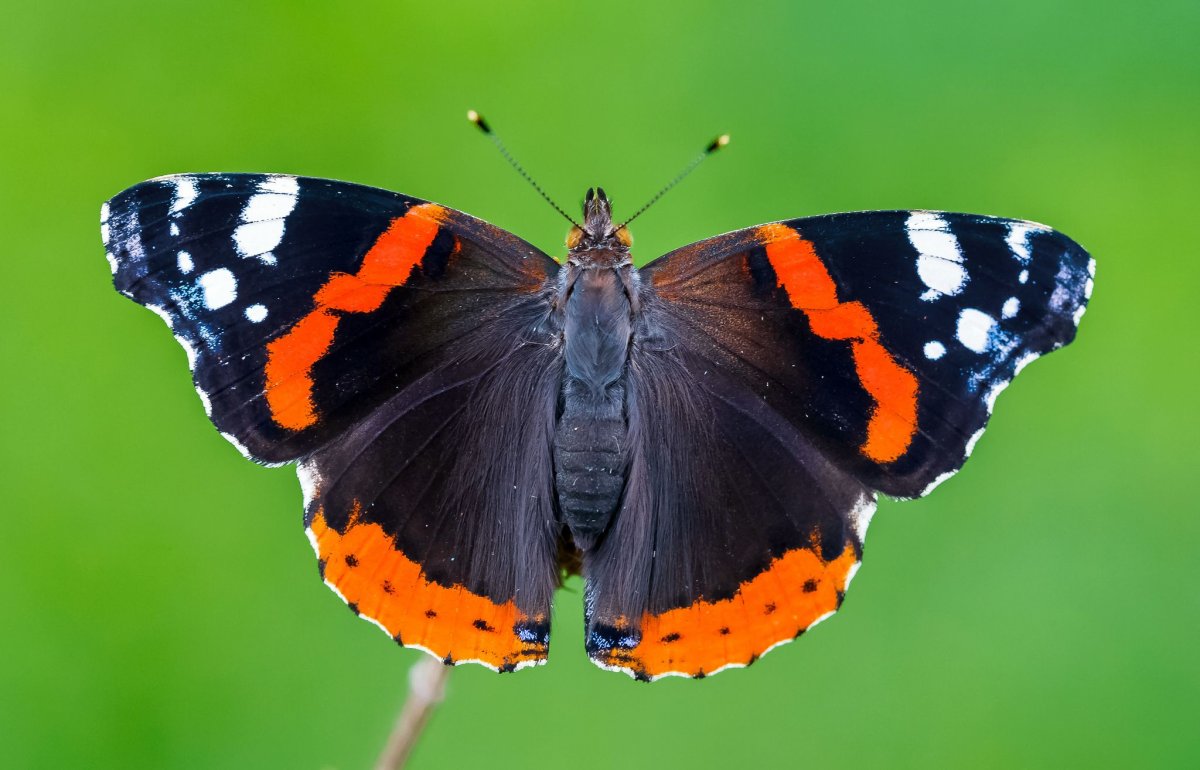 Бабочка Адмирал в полете