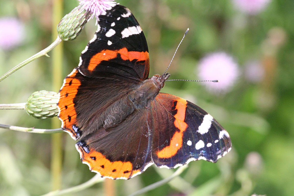 Махаон оранжевый