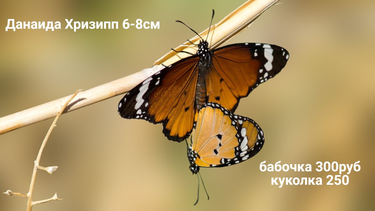 Олимпиус Инферно бабочка