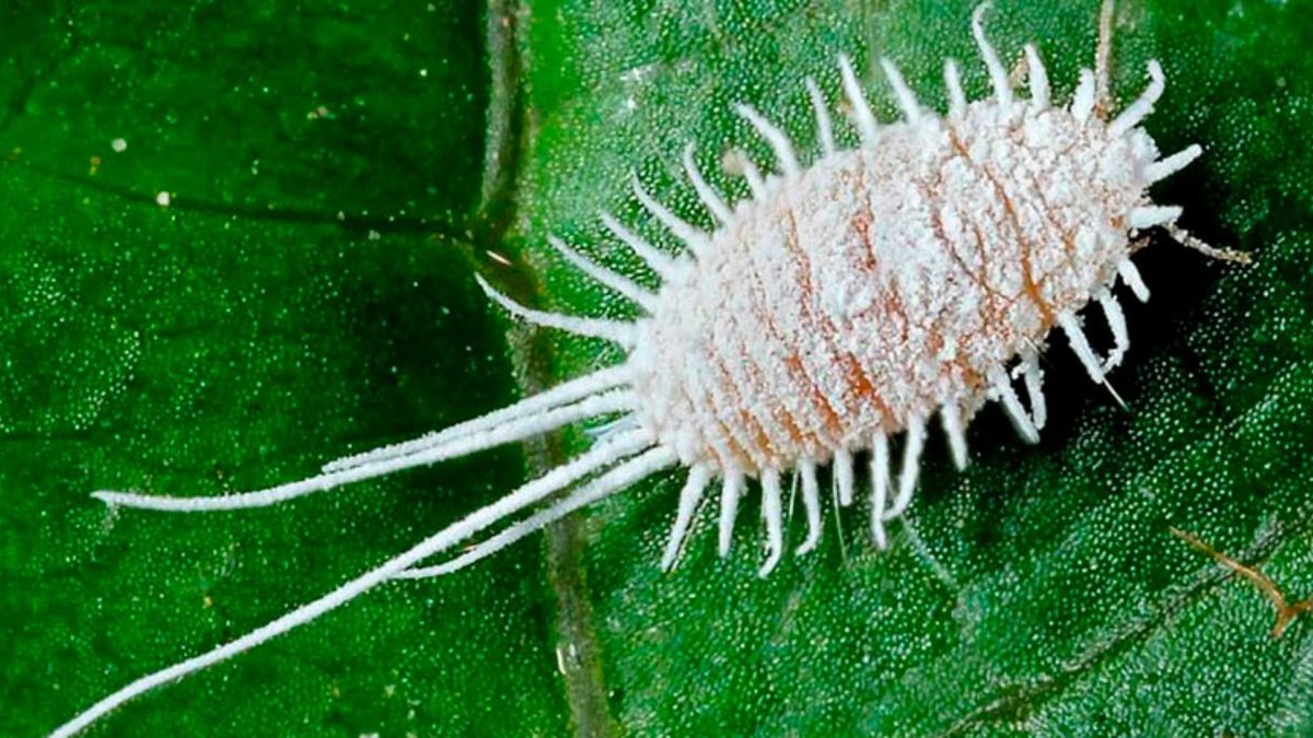 Кленовый мучнистый червец