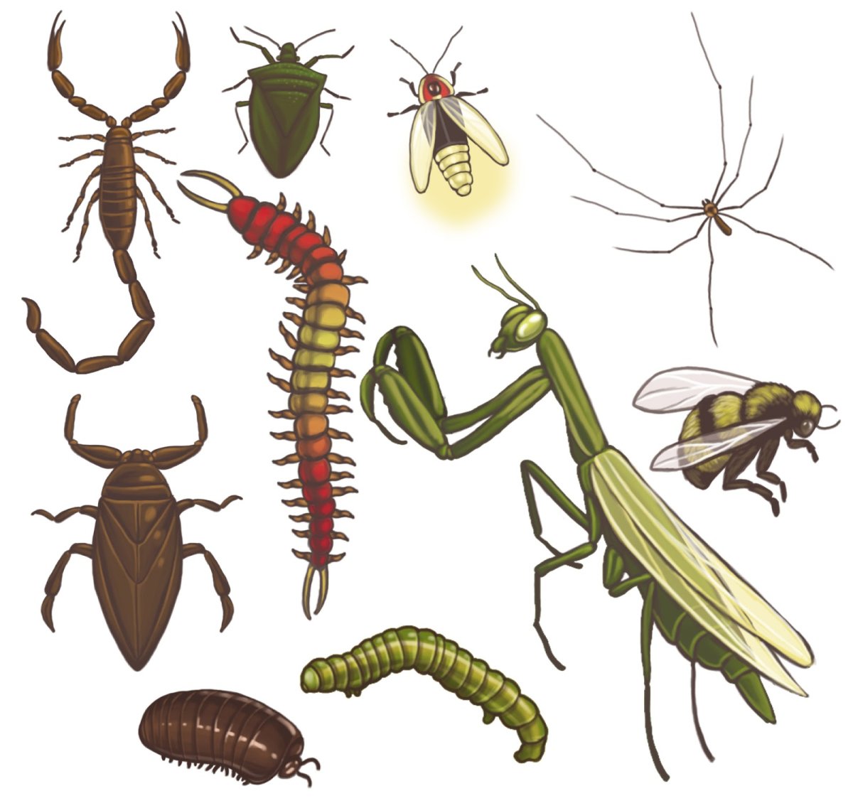 Insects names