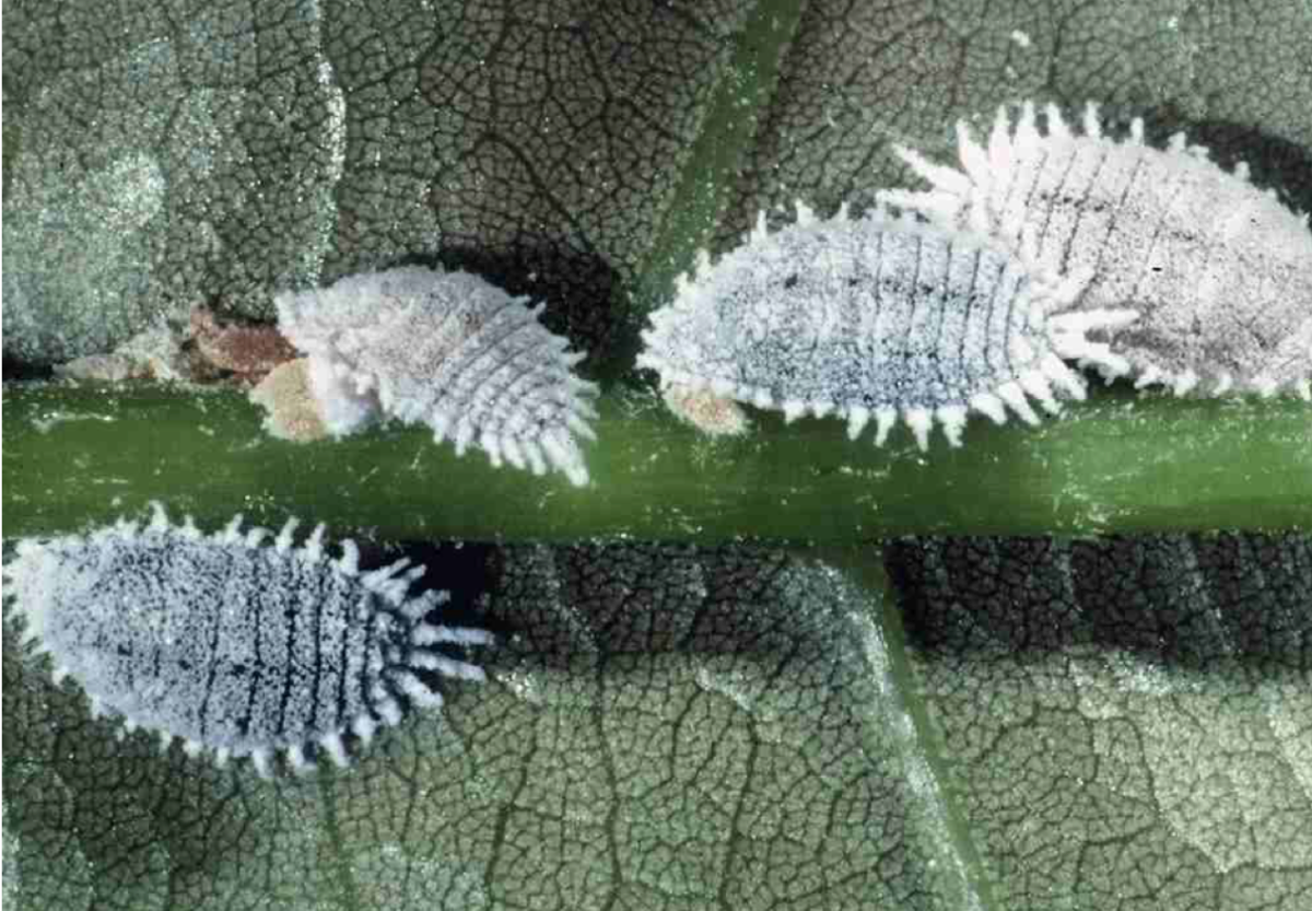 Мучнистый червец Имаго