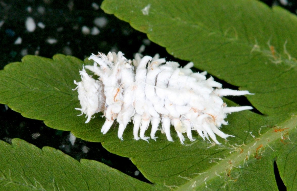 Пушистая личинка