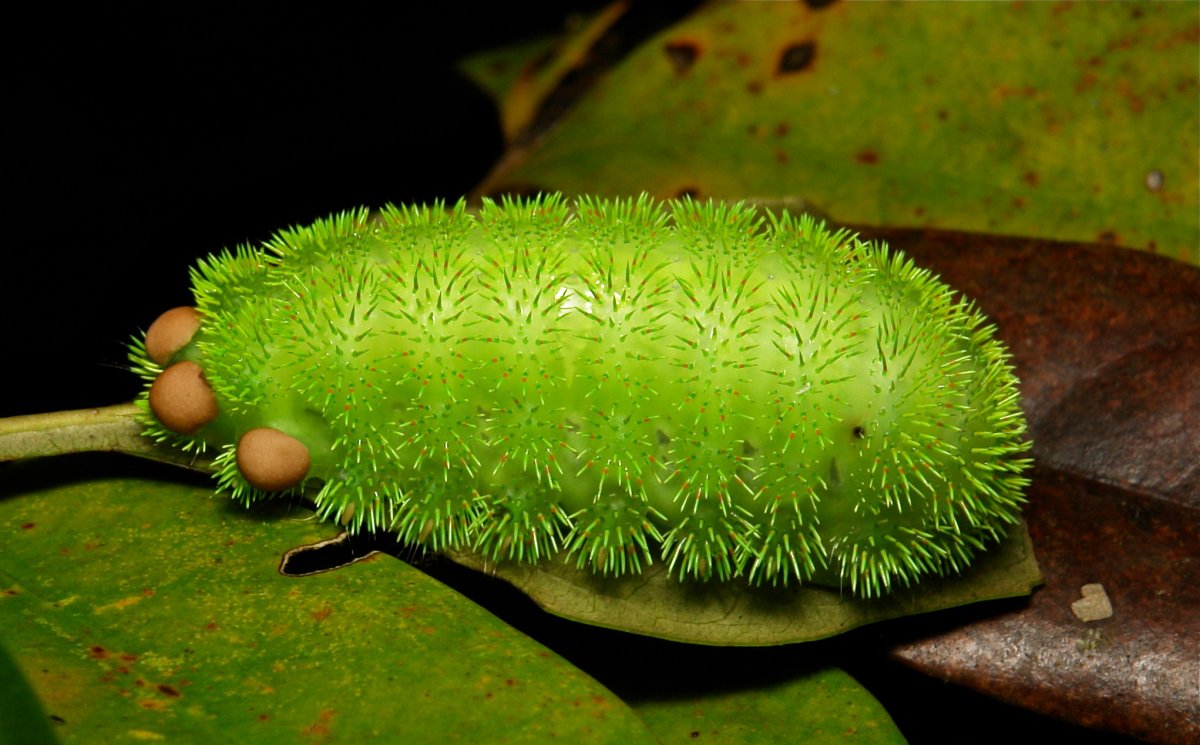Гусеница бабочки слизневидки