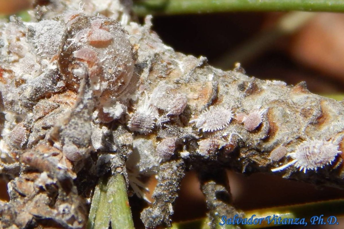 Червец Комстока Pseudococcus Comstocki (Kuwana)