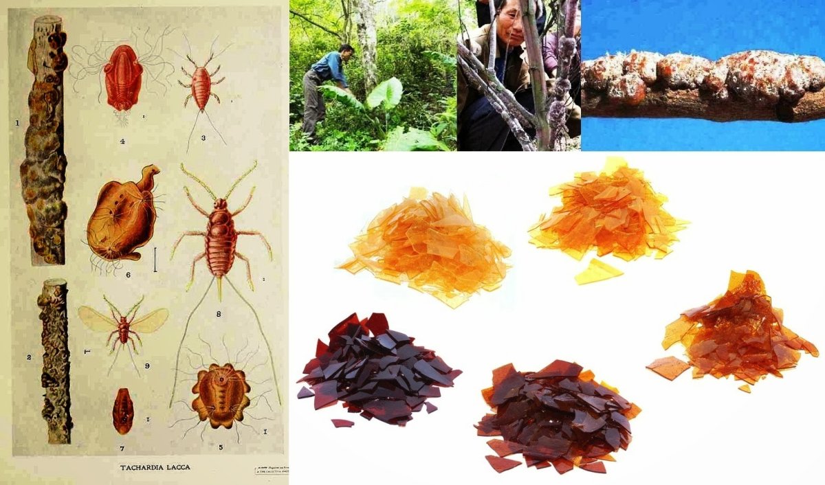 Laccifer Lacca