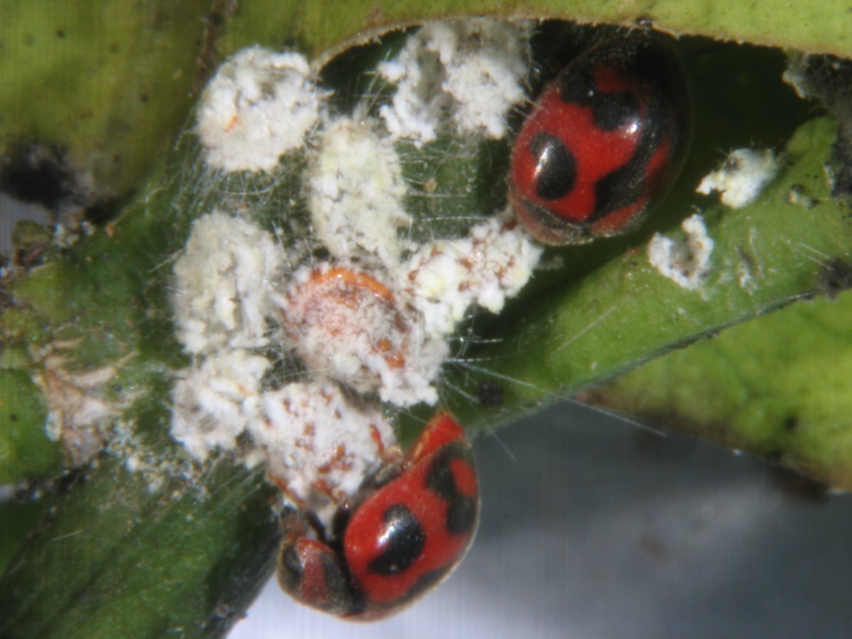 Божья коровка родолия