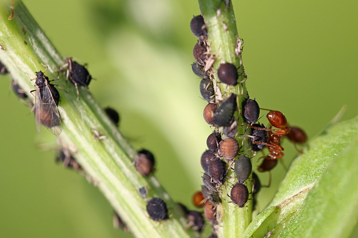 Гороховая тля