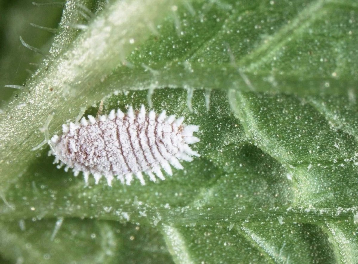 Мучнистый червец