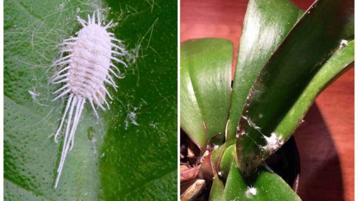 Мучнистый червец личинки