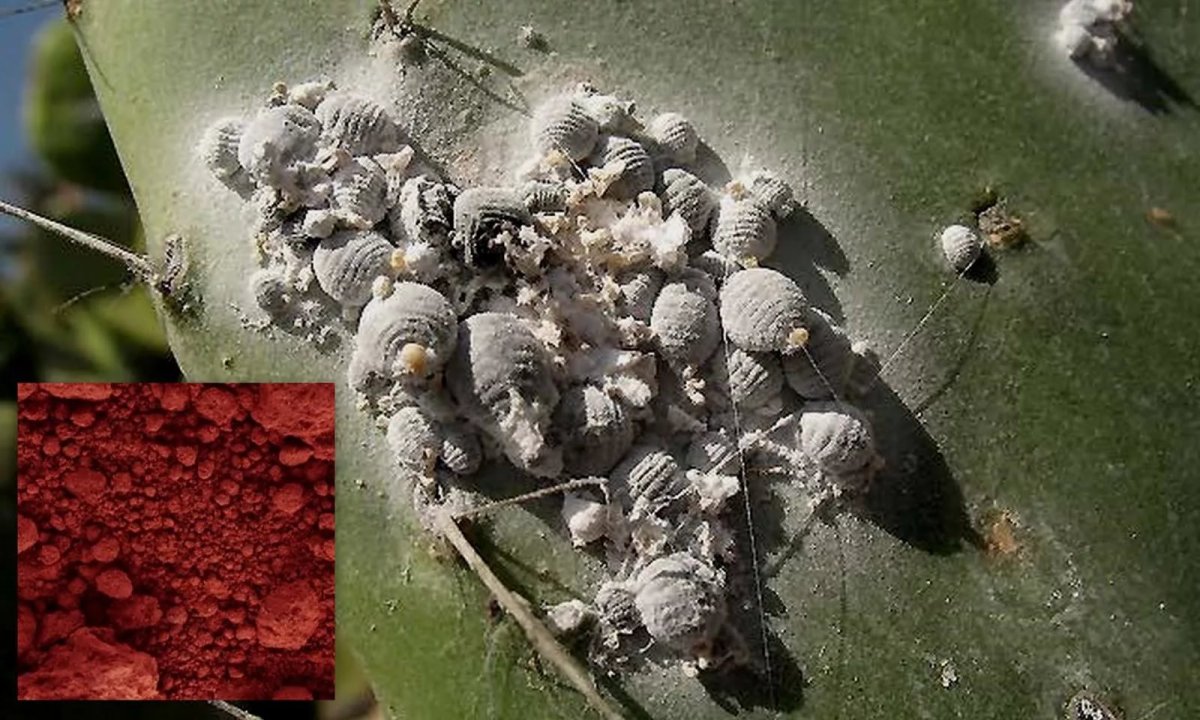 Трипсы на кактусах