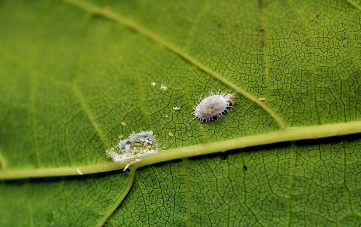 Равнокрылые червецы