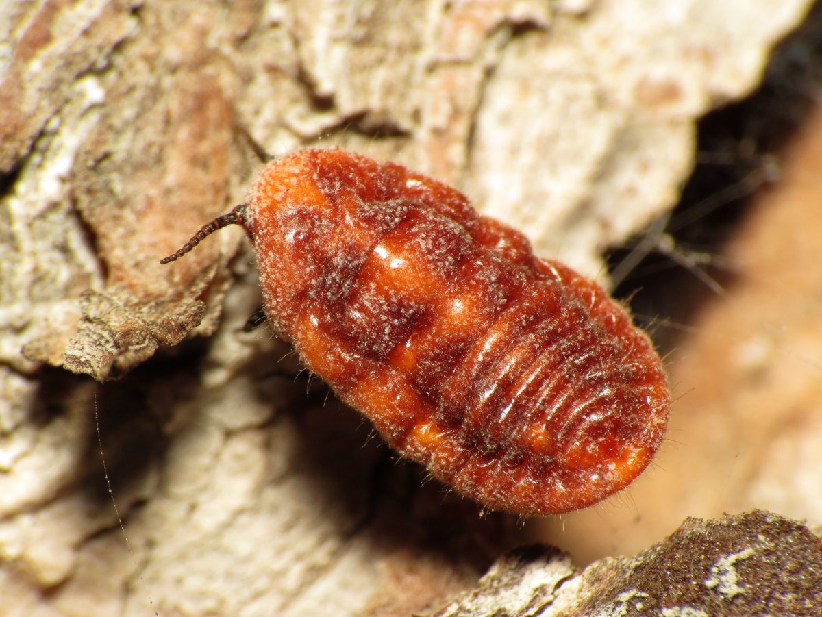 Что такое краситель кармин е120