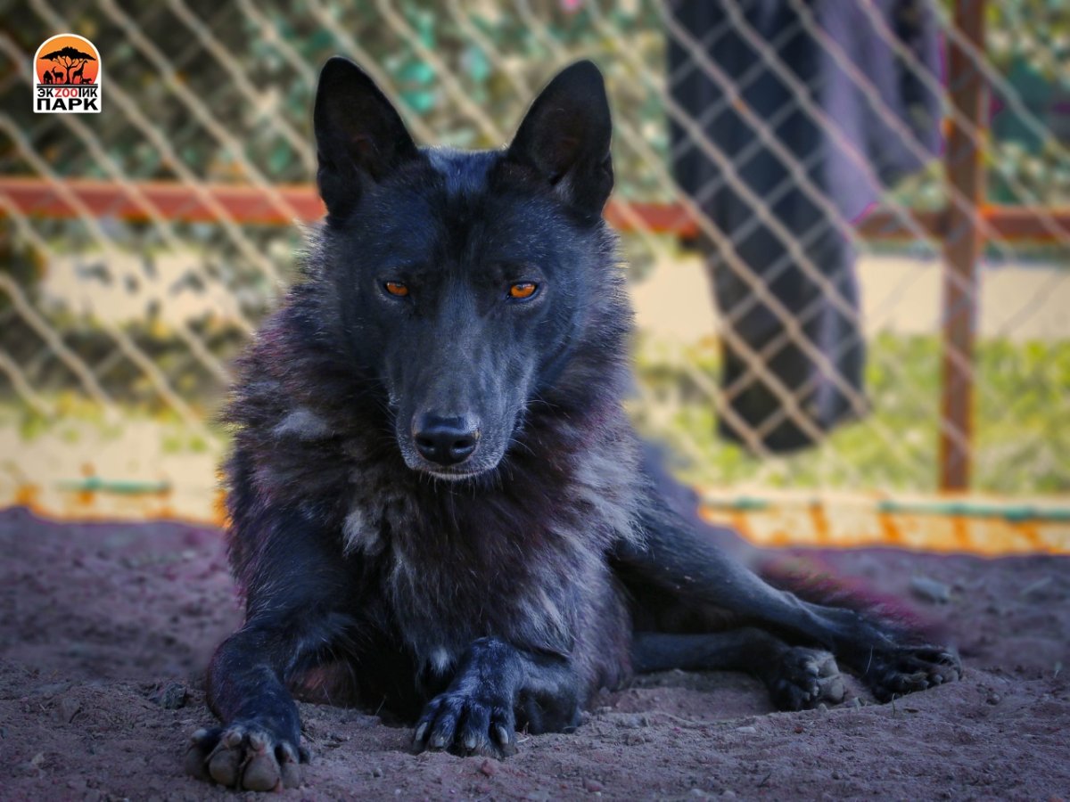 Волкособ голубой вольфхунд