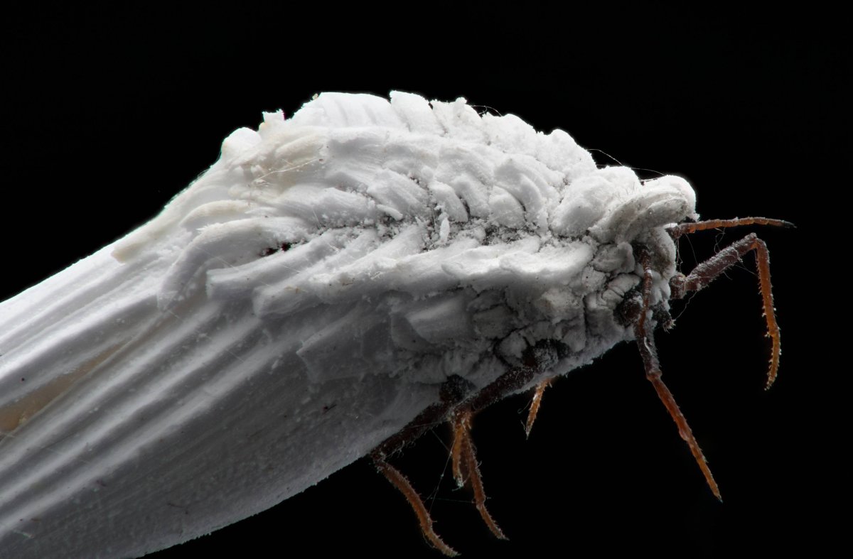 Червец Крапивный