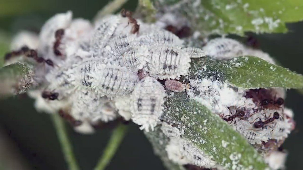 Лавр мучнистый червец