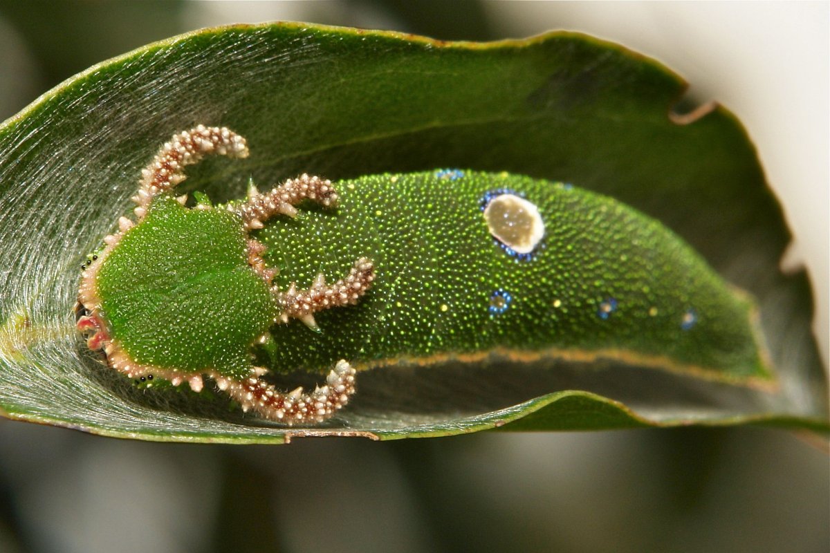 Dragonhead Caterpillar бабочка